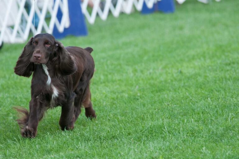 Dog at Dog Show. Houston's Annual Dog Events