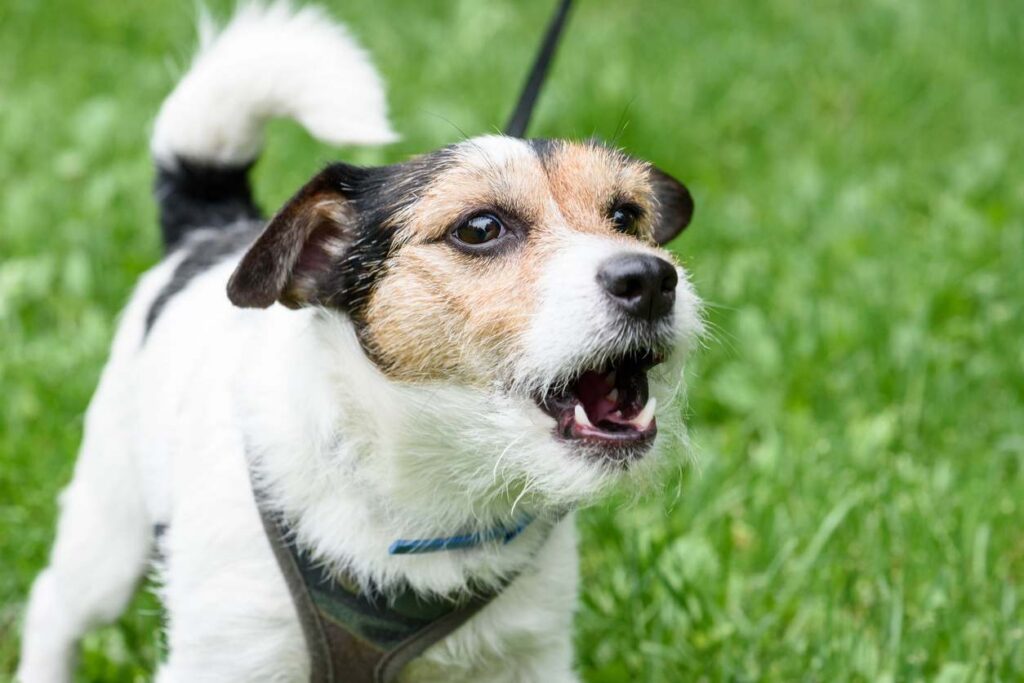 Jack Russell on leash showing aggressive behavior. Managing aggressive dog behaviors through positive reinforcement
