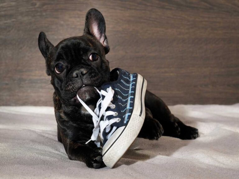 French Bulldog chewing on shoe. Red flags in Puppy Behavior