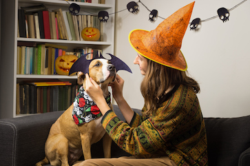 Woman in a witch costume putting bat ears on her dog halloween costumes