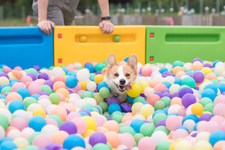Corgi playing in a ball pit with tongue out colorful