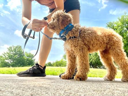 Puppy learning how to go leash walking with trainer