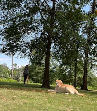 Golden retriever practicing down stay in a field with trainer