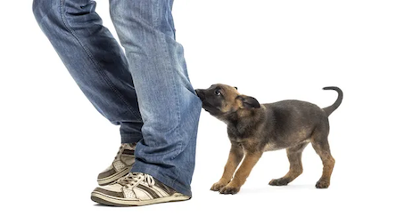 Puppy biting at pants of owner