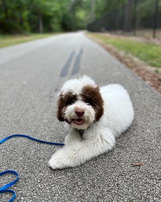 Doodle down stay on hiking trail