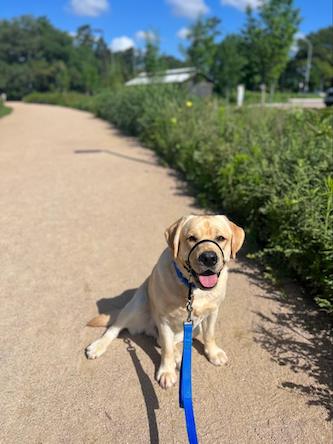 Labrador retriever on walking trail practicing obedience training sit stay