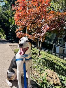 Cute rescue dog with fall colors