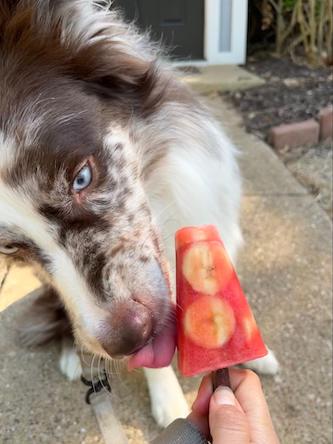 Dog with watermelon banana popsicle frozen treat