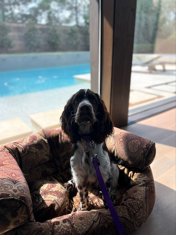 Spaniel on place with pool in the background