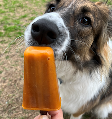 cute dog with frozen treat popsicle