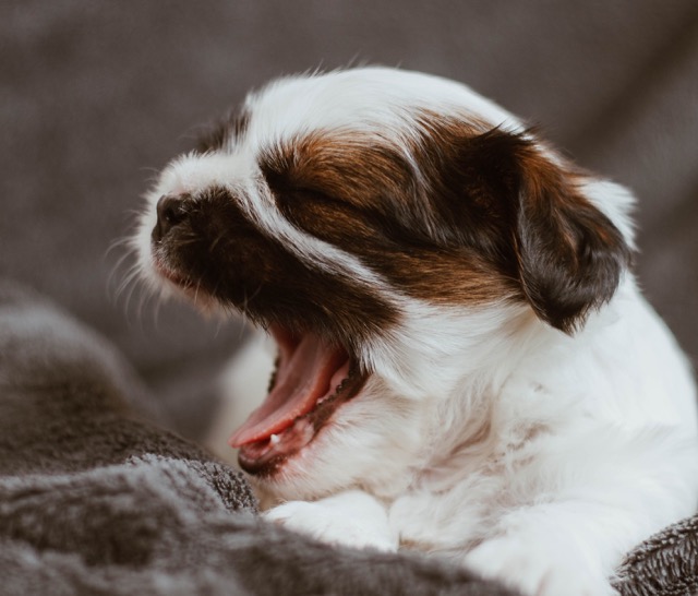 yawning puppies