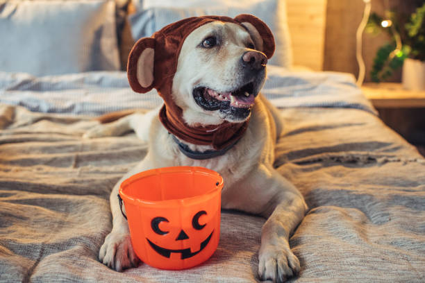 Dog Halloween Costume