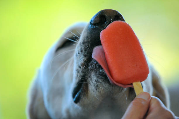 Dog Popsicle DIY Pet Friendly Treat