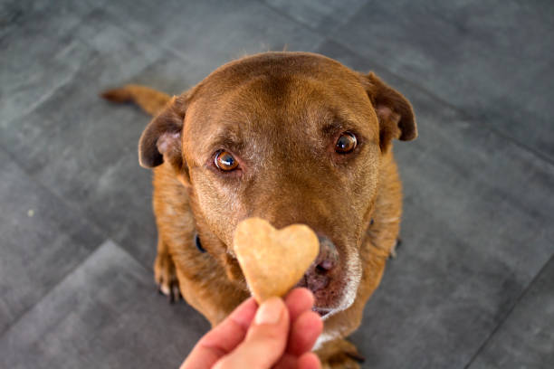 Dog cookie, pet friendly bakery in Houston