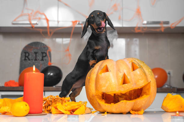 Halloween pumpkin fall dog pet treat cookie