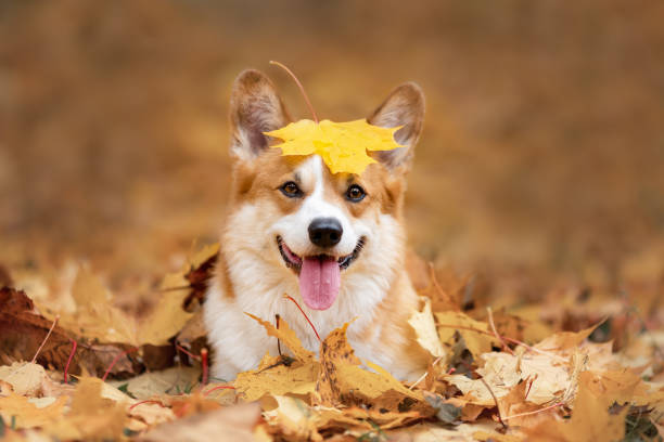 Dog Pet Friendly Kansas City Fall Autumn Community Event