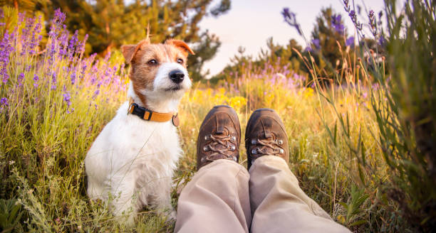 Dog hiking bluebonnets texas austin