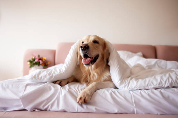 Dog Pet Friendly Hotels downtown Houston