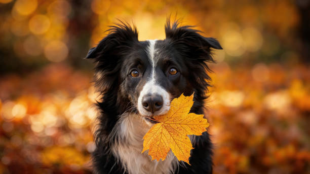 Dog Fall Autumn Leaves Pet Friendly events Dallas Fort Worth