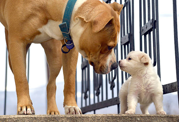 puppy and dog meeting training