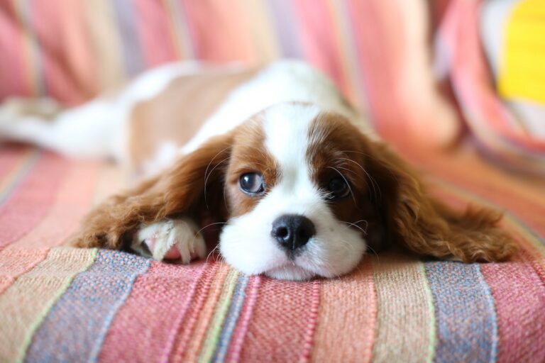 Cavalier puppy laying down inside