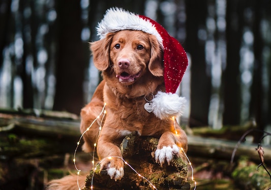 Adorable tan dog with santa hat for chirstmas and holidays