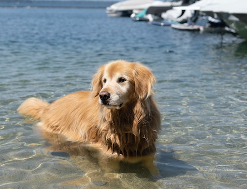 Old Golden Retriever Swimming in the Lake