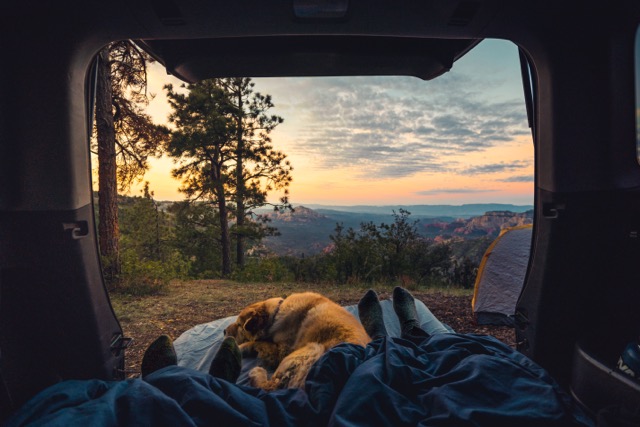Camping with a dog