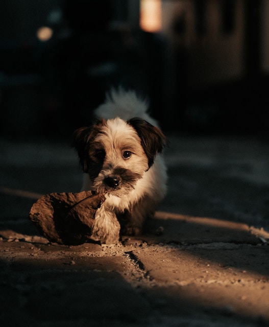 little dog with a leaf in their mouth on a walk at night