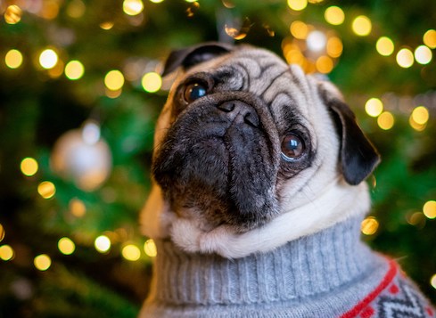 Adorable pug dog by christmas tree in christmas sweater