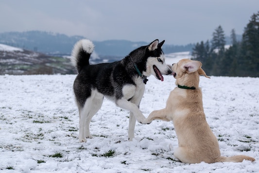Husky with a dog playing together in the snow in mountains