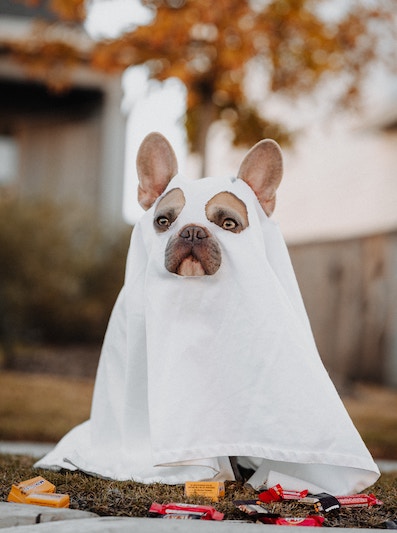 French bulldog in ghost costume trick or treating