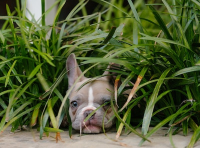 Frenchie hiding in the grass