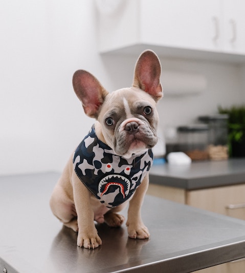 Frenchie puppy sitting on the counter at the vet cute