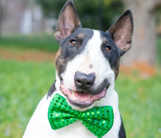 St. Patrick's Day beer for dogs