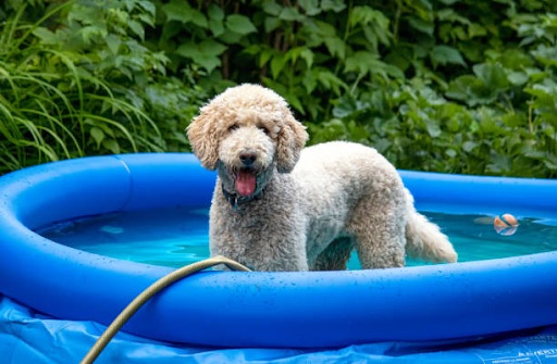 Dog pool - Dallas heat