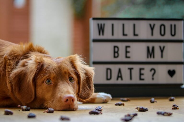 Dog with Will You Be My Date sign