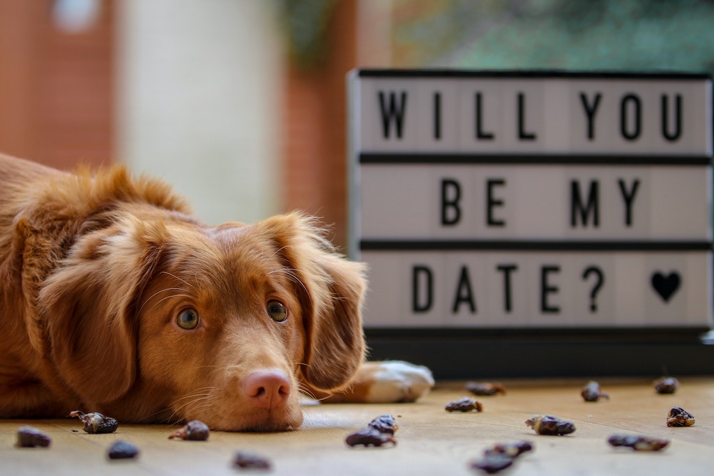 Doggie date cheap