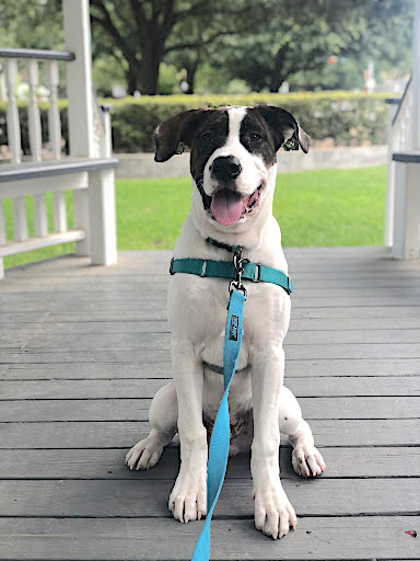 dog obedience training at a park