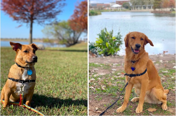 Dogs at local parks around Austin
