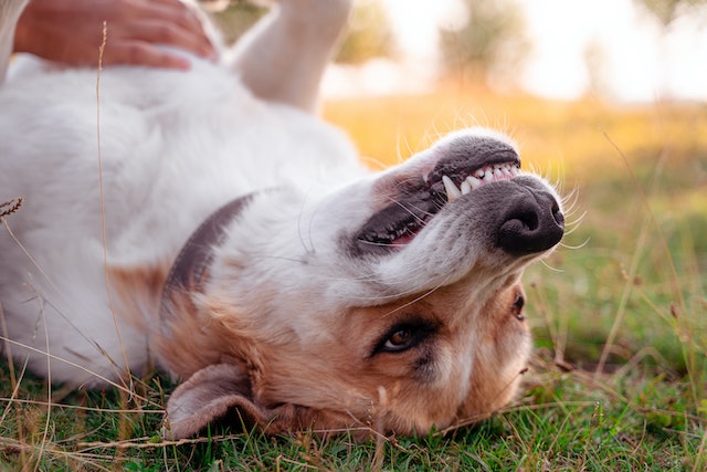 Why do dogs show their teeth