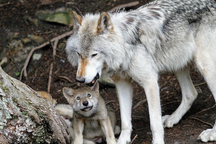 Adult wolf with baby wolf cute