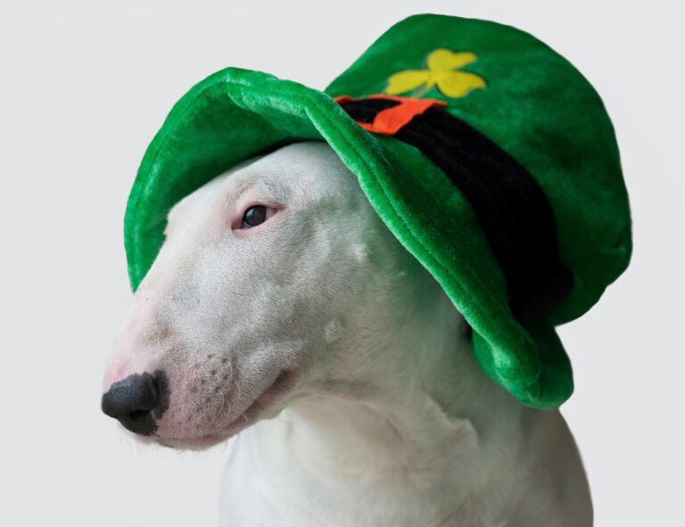 St. Patrick's Day Dog Event