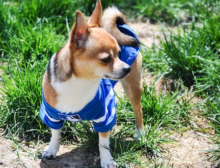 Chihuahua wearing MLB jersey