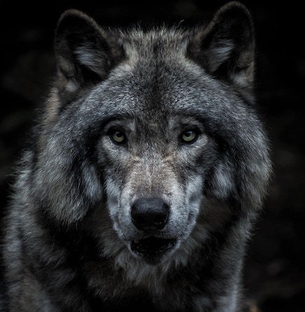 Close up of wolf dark portrait