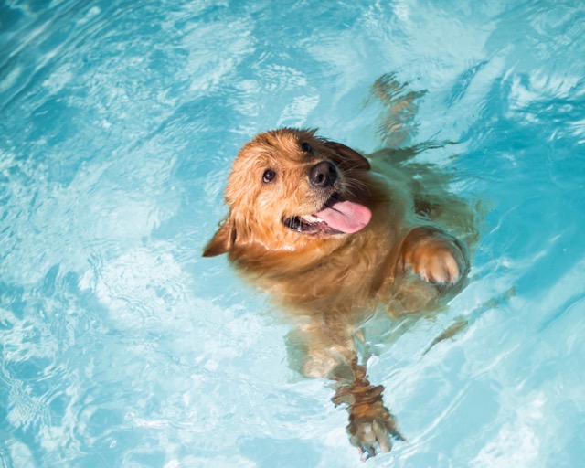 Water safety for dogs and puppies