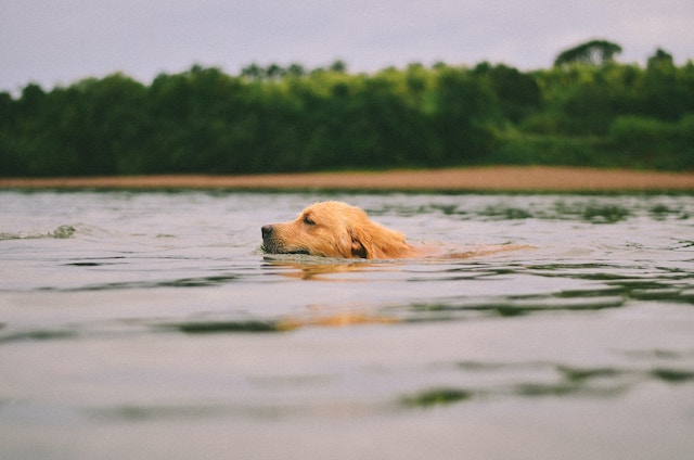Golden Retriever Swimming in Lake Happy and Content Eyes Closed