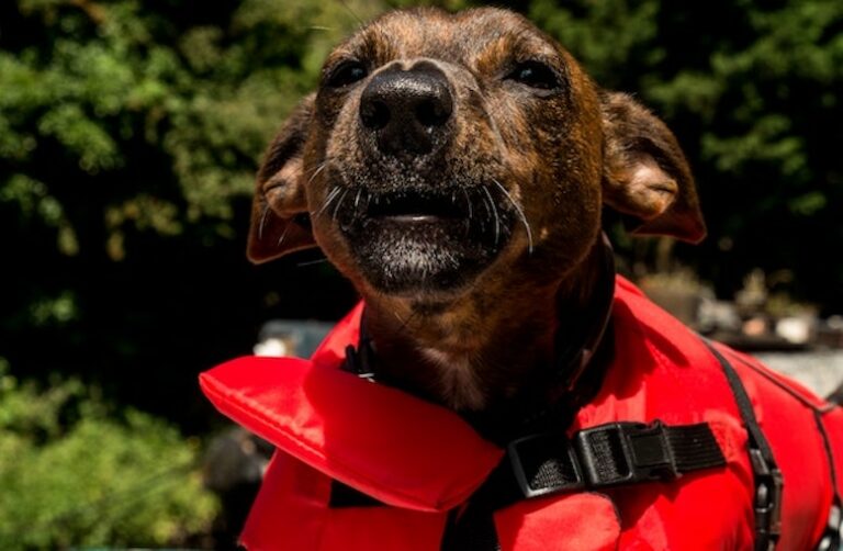 Brindle dog wearing red dog life jacket howling
