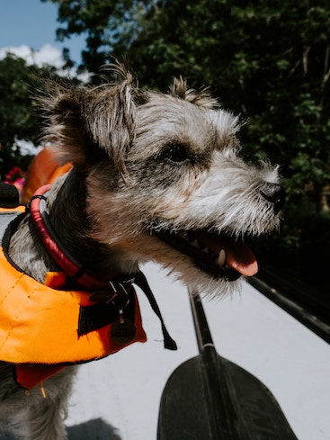Little dog on a boat wearing a dog life jacket
