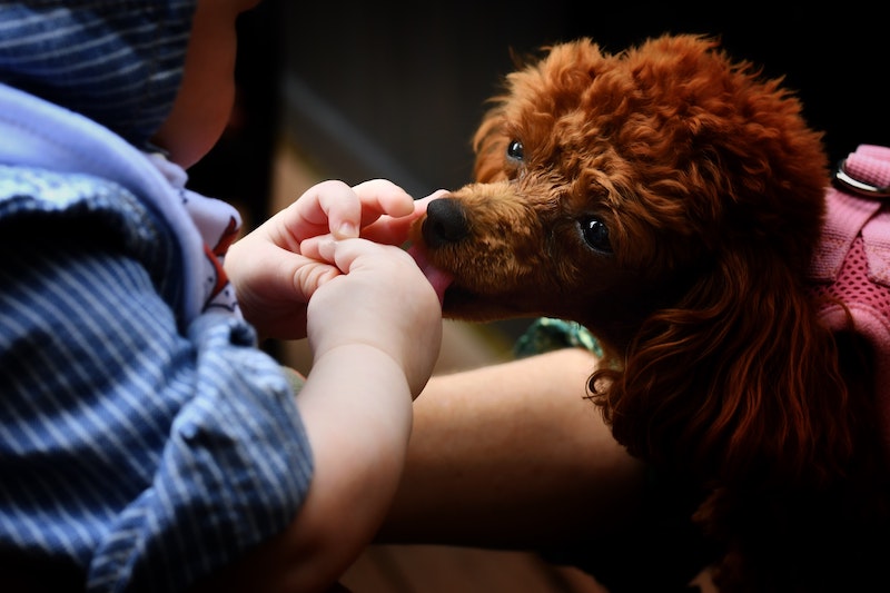 Dog licking kid's hand